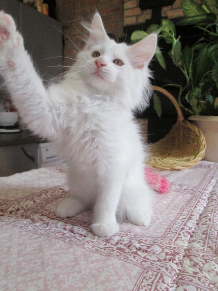 CHATONS MAINE COON LOOF acheter vendre