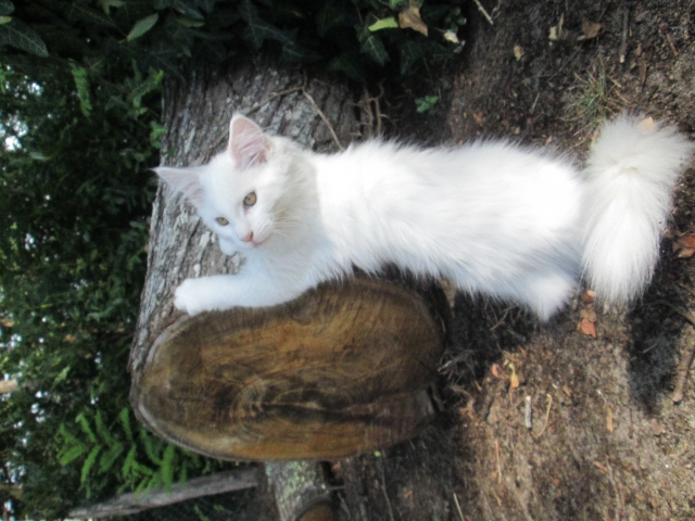 CHATONS MAINE COON LOOF acheter vendre