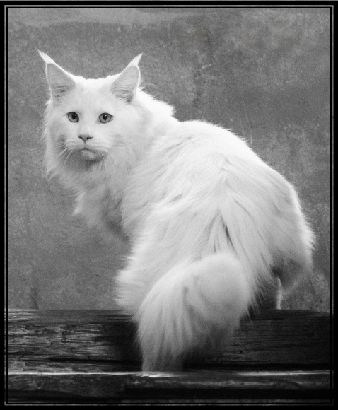 CHATONS MAINE COON LOOF acheter vendre