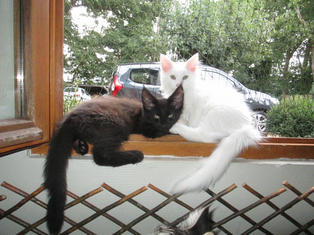 CHATONS MAINE COON LOOF acheter vendre