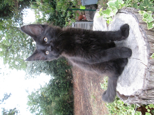 CHATONS MAINE COON LOOF acheter vendre