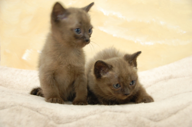 Chatons burmese americain  acheter vendre