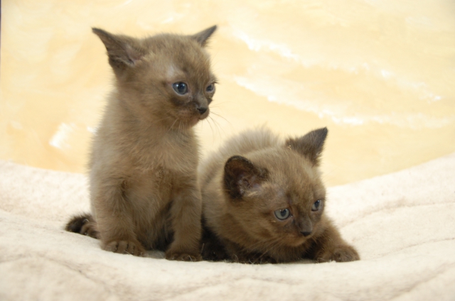 Chatons burmese americain  acheter vendre