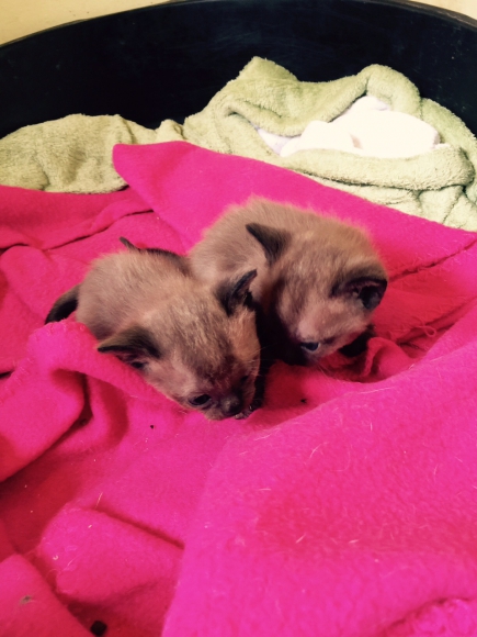 Chatons burmese americain  acheter vendre
