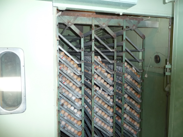 couveuses pro acheter vendre