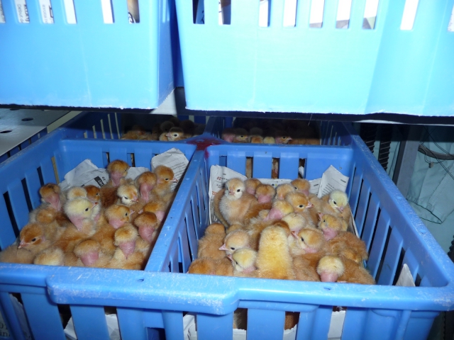 couveuses pro acheter vendre