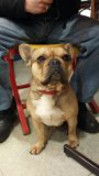 SAILLIE BOULEDOGUE FRANCAIS acheter vendre