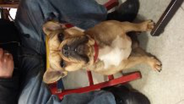 SAILLIE BOULEDOGUE FRANCAIS acheter vendre