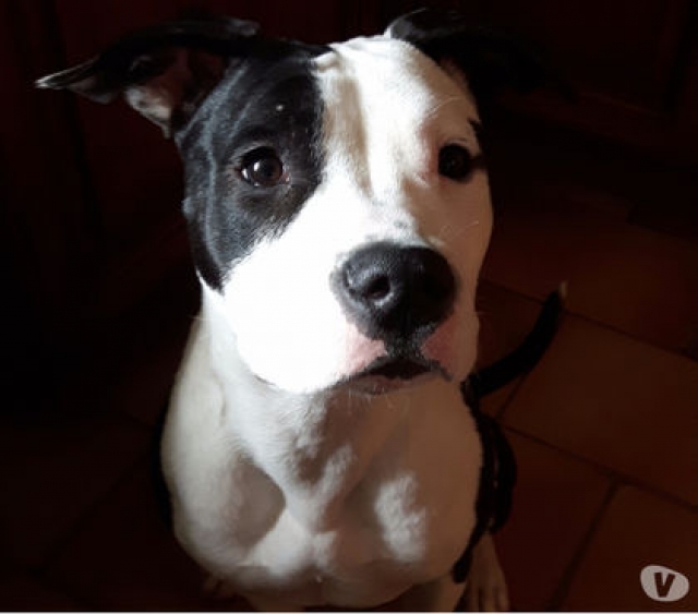 Amstaff biface lof de 7 mois acheter vendre