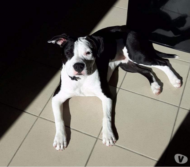 Amstaff biface lof de 7 mois acheter vendre