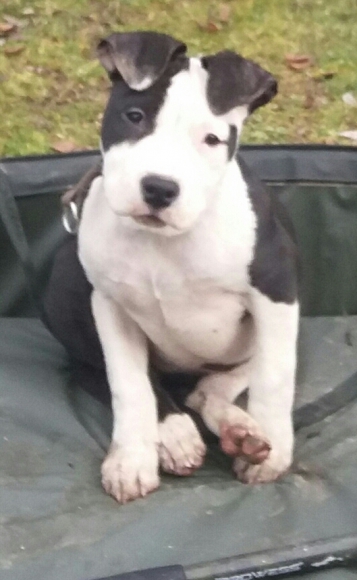 Amstaff biface lof de 7 mois acheter vendre