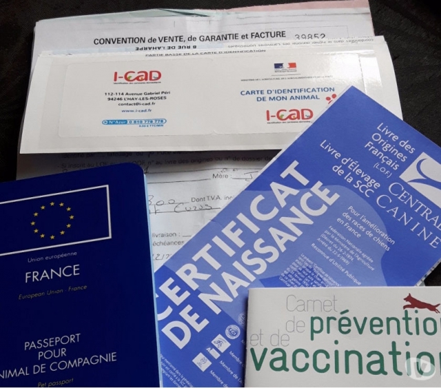 Amstaff biface lof de 7 mois acheter vendre