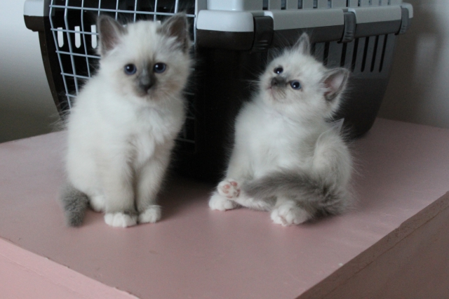 sacré de birmanie  acheter vendre