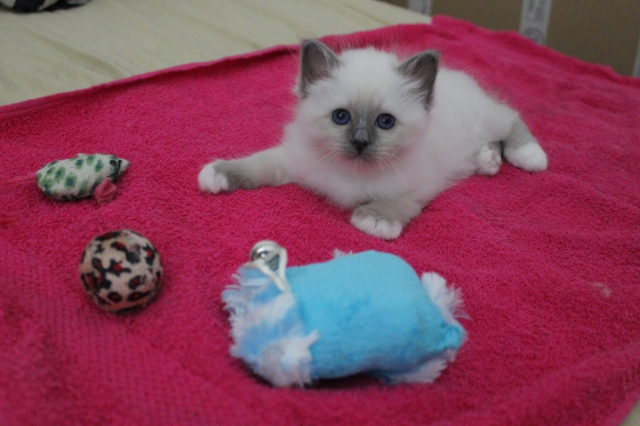 sacré de birmanie  acheter vendre