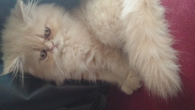 chats persan LOOF acheter vendre