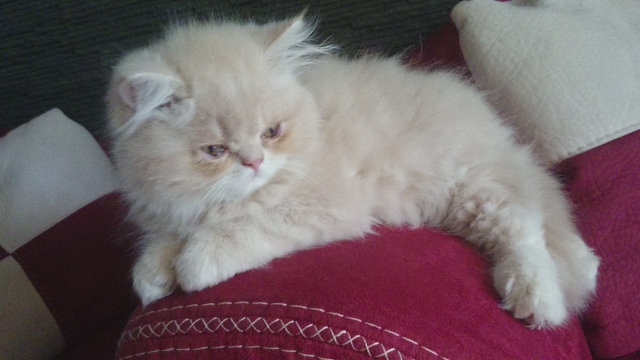 chats persan LOOF acheter vendre