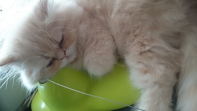 chats persan LOOF acheter vendre