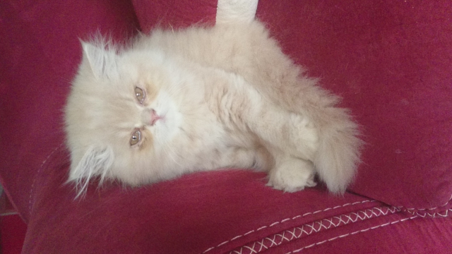 chats persan LOOF acheter vendre