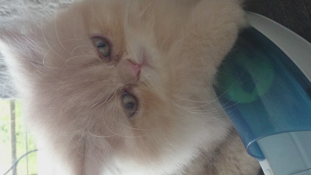 chats persan LOOF acheter vendre