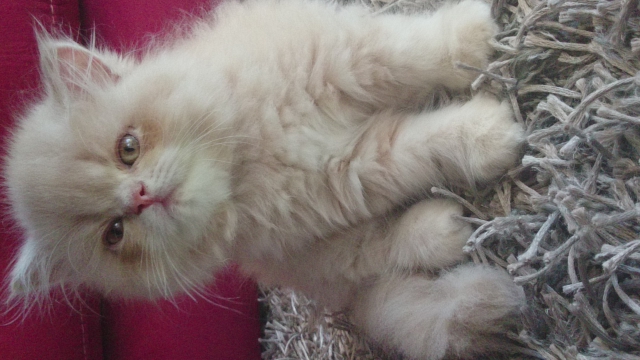 chats persan LOOF acheter vendre