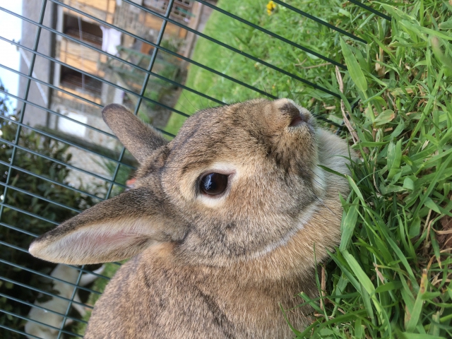 Lapin  acheter vendre