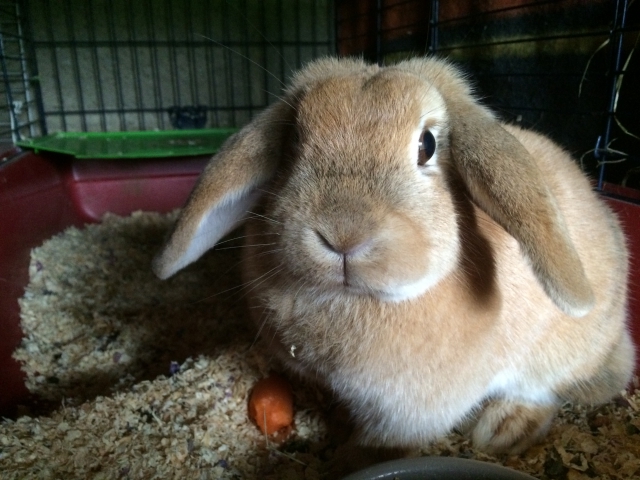 Lapin  acheter vendre