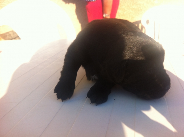 Labrador noir acheter vendre