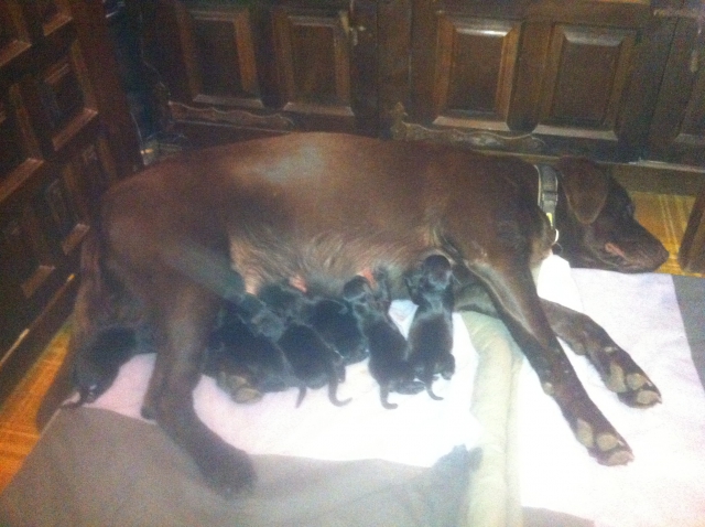 Labrador noir acheter vendre