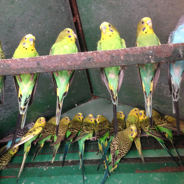 perruches toute colorie acheter vendre