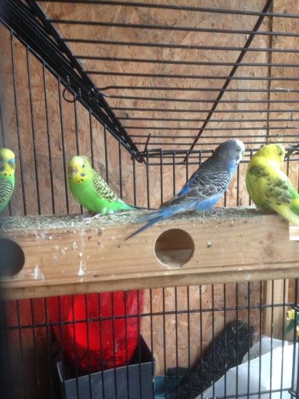 perruches toute colorie acheter vendre