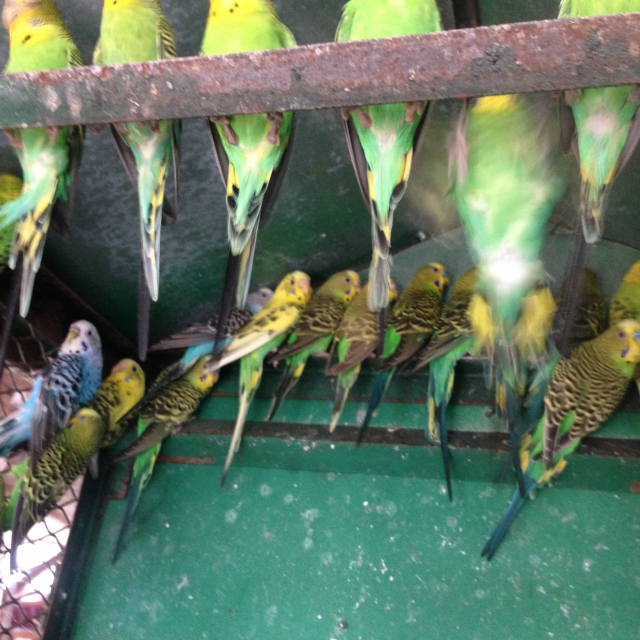 perruches toute colorie acheter vendre