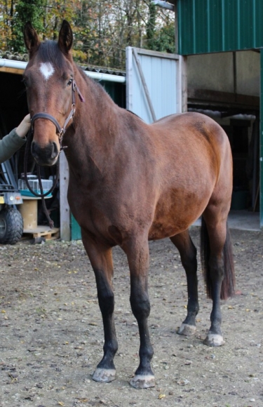 Magnifique Jument selle francais acheter vendre