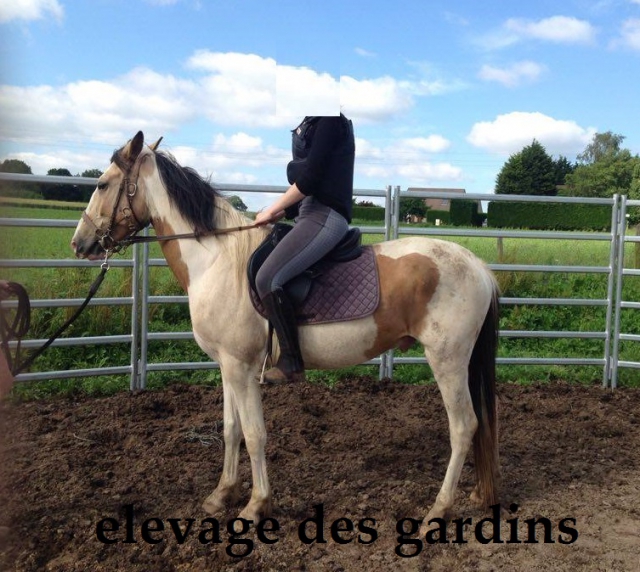 vds jeune cheval pie isabelle pré debourré acheter vendre