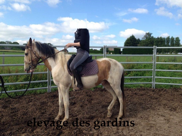 vds jeune cheval pie isabelle pré debourré acheter vendre