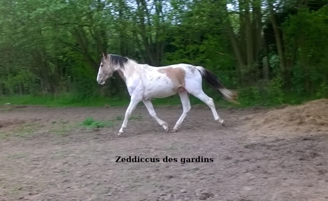 vds jeune cheval pie isabelle pré debourré acheter vendre