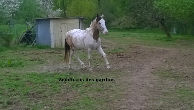 vds jeune cheval pie isabelle pré debourré acheter vendre