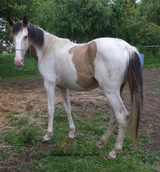 vds jeune cheval pie isabelle pré debourré acheter vendre
