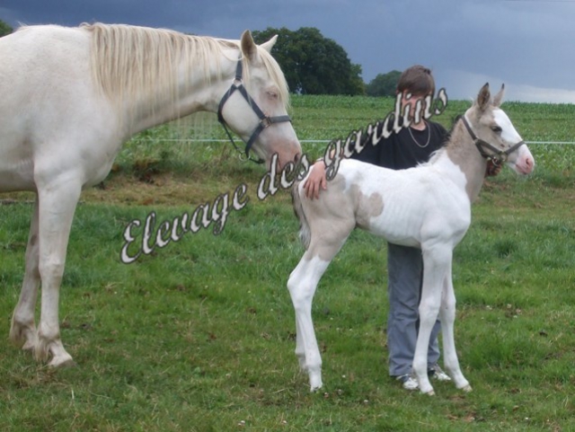 vds jeune cheval pie isabelle pré debourré acheter vendre