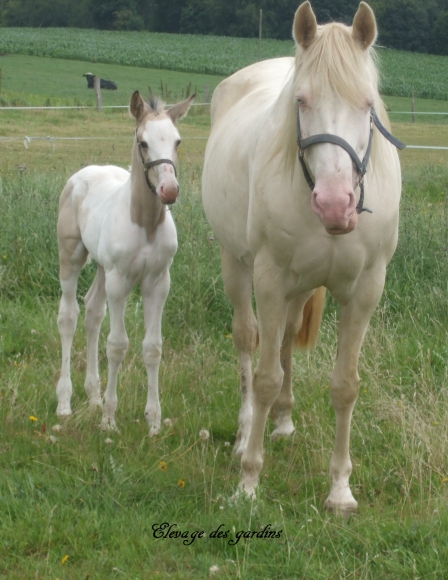 vds jeune cheval pie isabelle pré debourré acheter vendre