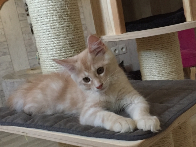 maine coon loof  acheter vendre