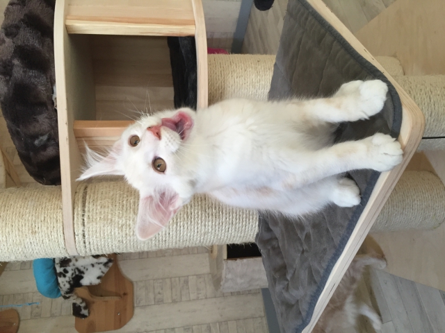 maine coon loof  acheter vendre