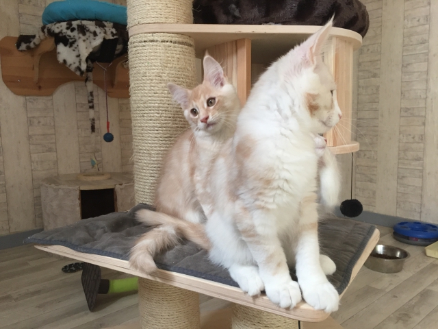 maine coon loof  acheter vendre