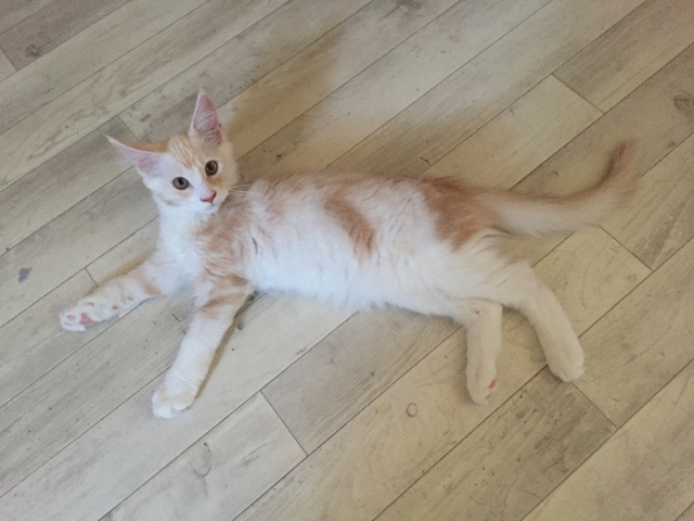 maine coon loof  acheter vendre