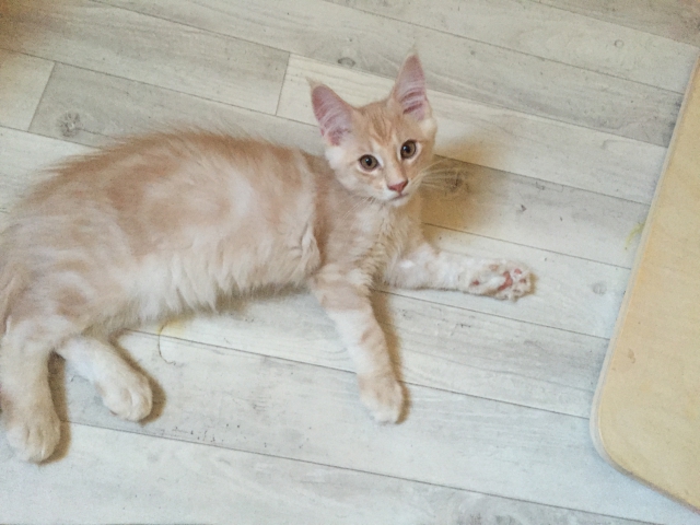 maine coon loof  acheter vendre