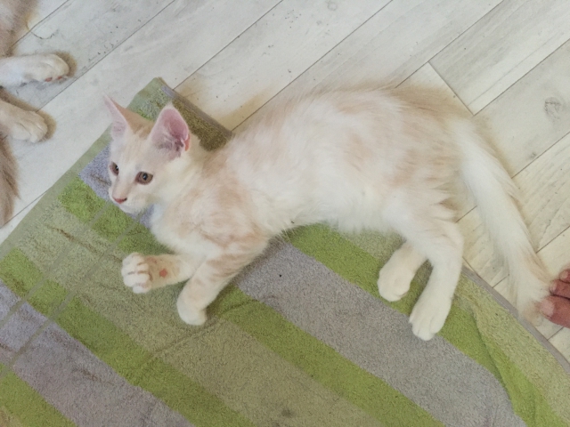 maine coon loof  acheter vendre