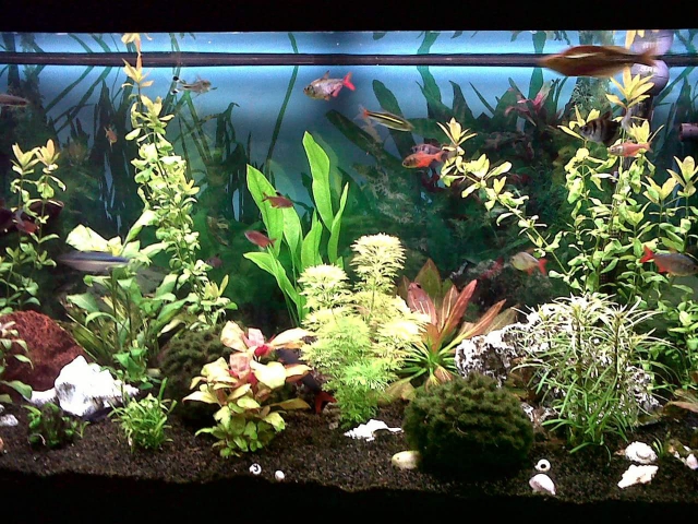 Aquarium juwel rio 240 litres  acheter vendre