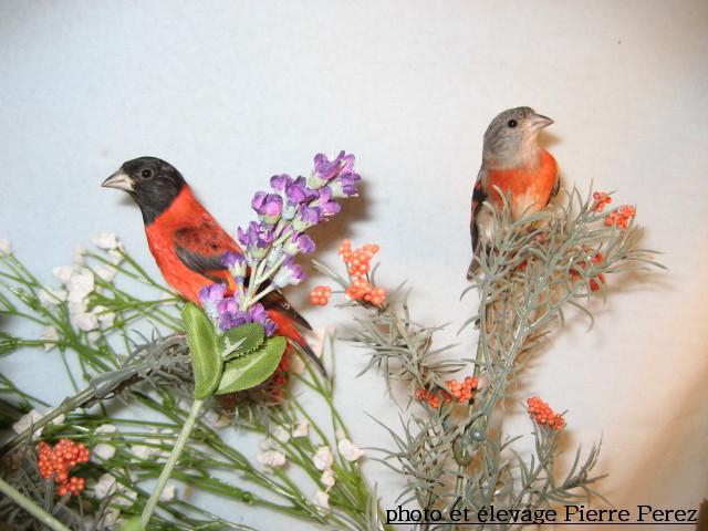 Parva acheter vendre