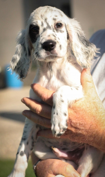 setters anglais acheter vendre