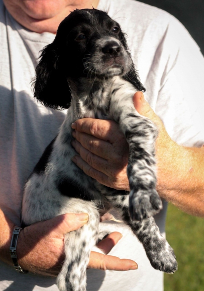 setters anglais acheter vendre