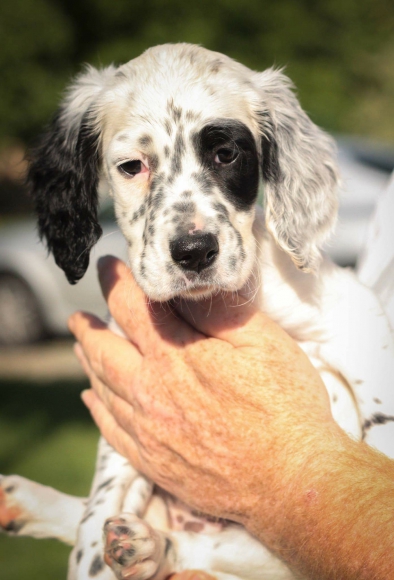 setters anglais acheter vendre